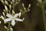 Largeleaf rose gentian